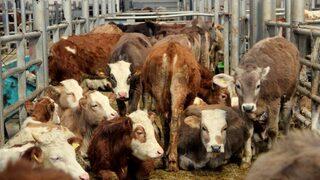 SON DAKİKA | Türkiye'de şap alarmı! Hayvan pazarları kapatıldı, nakiller yasaklandı, tüm izinler iptal edildi