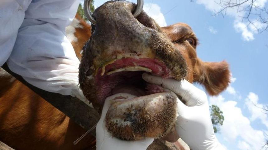 Şap hastalığı kaç günde geçer, nedir? Hayvan pazarları kapatıldı mı? Bakan Kirişci'den kritik açıklama! 