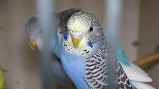 Depremlerin ardından ilgi arttı vatandaşlar akın ediyor! ‘Deprem kuşu’ diye almaya başladılar