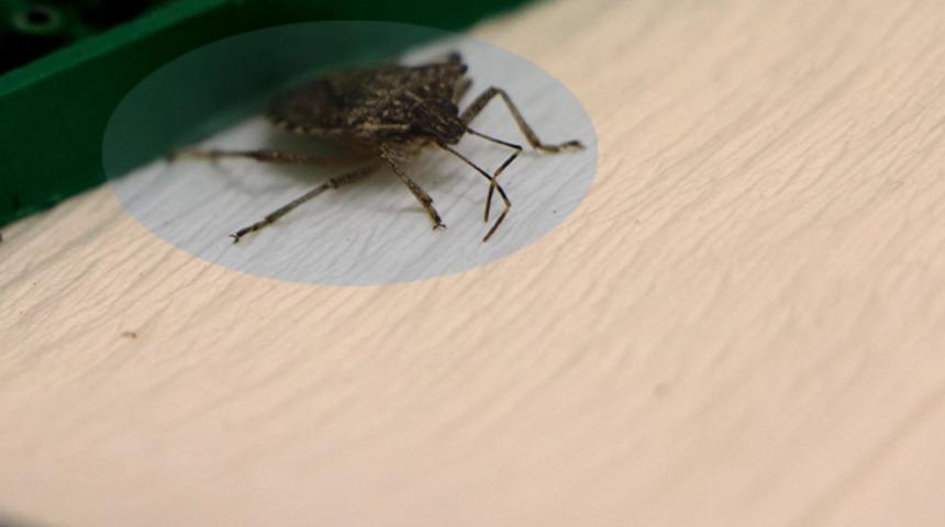 Bölgeye dadandı, günde 30 km yol katediyor! İstilacı 'kahverengi kokarca'ya karşı 30 bin 'samuray arı'