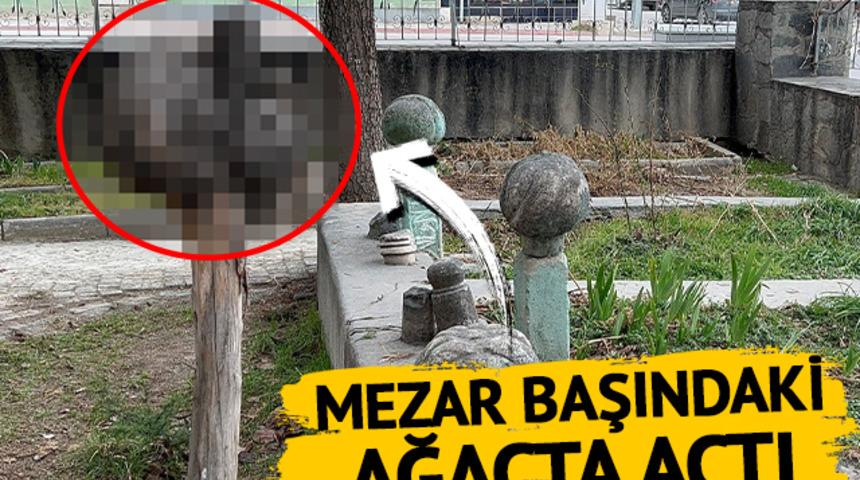 Mezar başındaki ağaçta açtı, görenler hayretler içerisinde kalıyor! Bazıları "ur", bazıları da "keramet" diyor