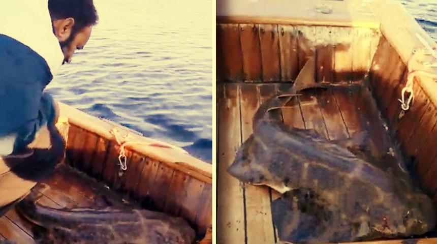 Balıkçılar gözlerine inanamadı! Oltaya takılan 'keler' cinsi köpek balığı teknede doğum yaptı 'İlk kez başımıza geldi'