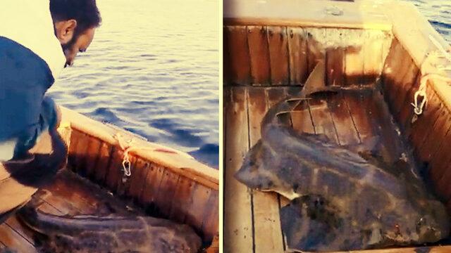 Balıkçılar gözlerine inanamadı! Oltaya takılan 'keler' cinsi köpek balığı teknede doğum yaptı 'İlk kez başımıza geldi'