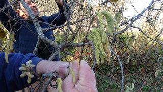 'Bu yaşanırsa ciddi bir hasar söz konusu olacak' Uzman isim uyardı! Fındık üreticileri dikkat