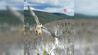 Büyük şaşkınlık yaşadı! Şahin drone'a saldırdı! 8-10 saniye kadar görüntü kesilince...