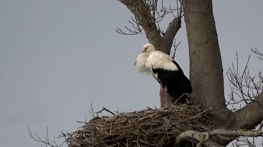 Leylek Ormanı’na leylekler gelmeye başladı