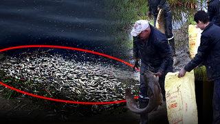 Ortaya çıkan manzara ürküttü! Çine Çayı'ndaki renk dönüşümüyle ilgili iddia harekete geçirdi: Toplu balık ölümlerinden sonra da devam ettiler... 