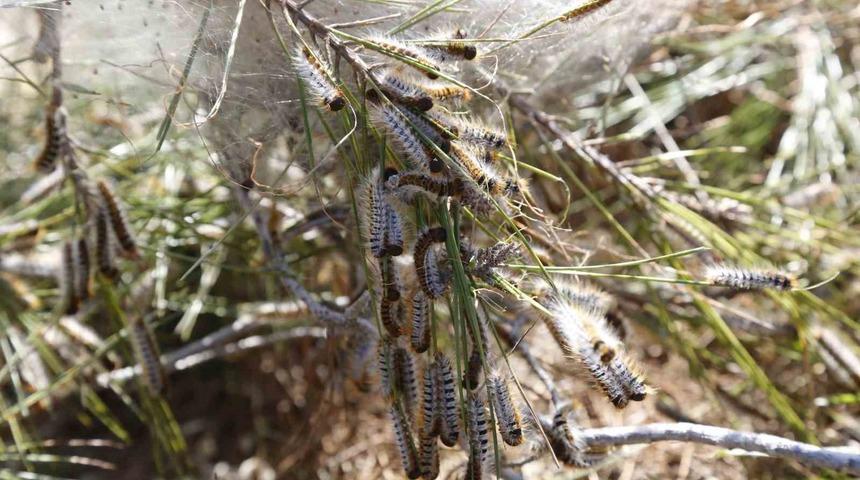 Tırtıl ile mücadele başladı