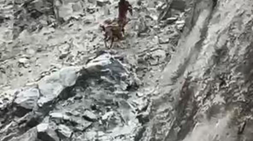 Artvin’de dağ keçileri uçurumun kenarında kozlarını böyle paylaştı