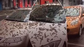 Kıyamet alameti olarak yorumlanmıştı! Dünyanın konuştuğu “solucan yağmuru” aslında çok farklıymış