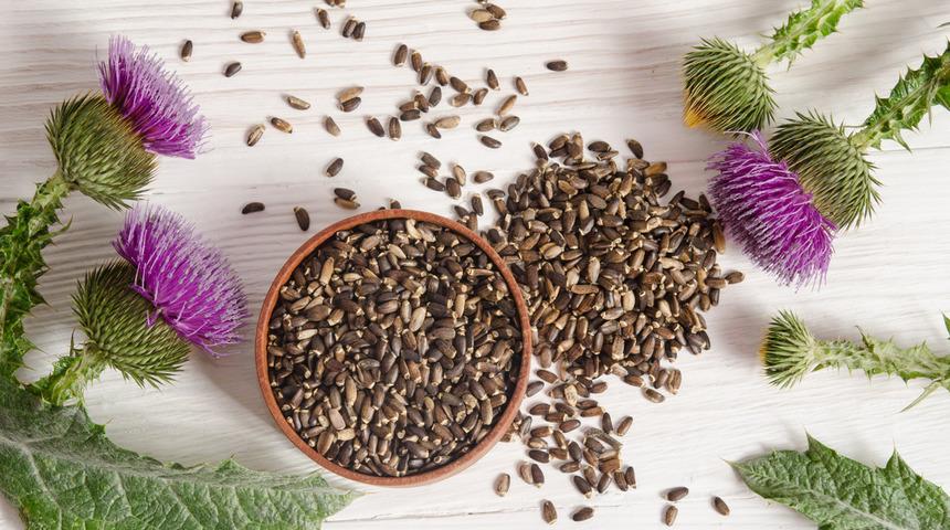 Deve dikeni tohumunun faydaları: Deve dikeni tohumu ne işe yarar?