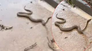 Şanlıurfa’da yaşanan sel felaketi yılanları kış uykusundan uyandırdı! Sosyal medyada tedirgin eden görüntüler...