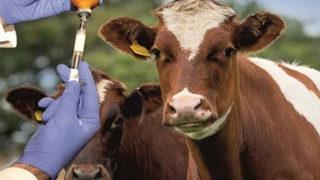 Eskişehir'de şap virüsü alarmı! Hayvan pazarı kapatıldı