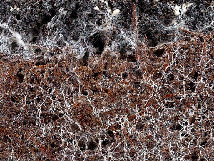 Mikoriza nedir, mikoriza mantarı ne demek? Mikoriza birlikteliği ne işe yarar?