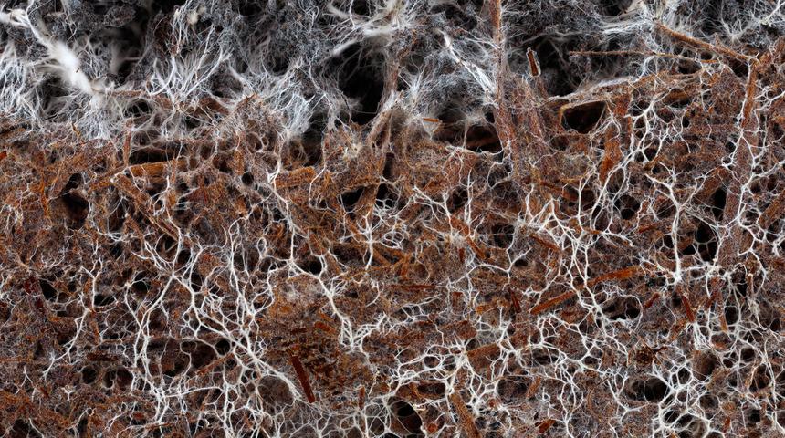 Mikoriza nedir, mikoriza mantarı ne demek? Mikoriza birlikteliği ne işe yarar?