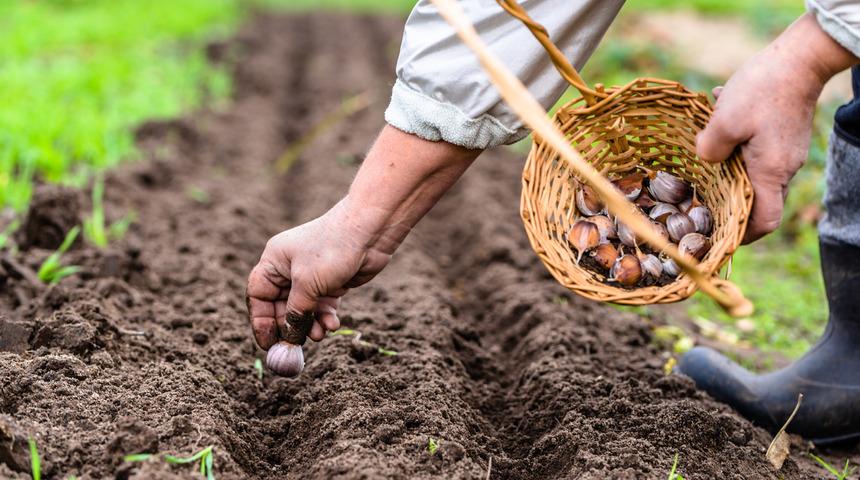 1 dönüme ne kadar sarımsak ekilir, nasıl ekilir? Sarımsak ekiminde hangi gübre kullanılır, kaç günde bir sulanır?