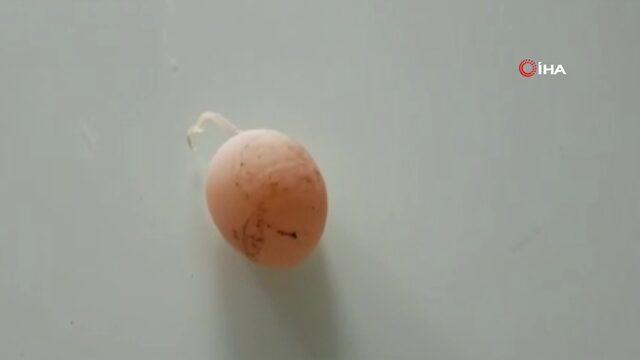 kuyruklu yumurta1
