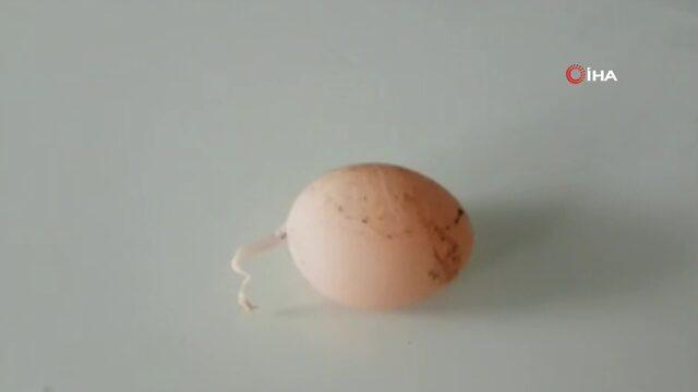 kuyruklu yumurta2