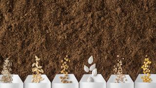 Tohum ıslahı nedir, yöntemleri nelerdir? Tohum ıslahı nasıl yapılır, neden yapılır?