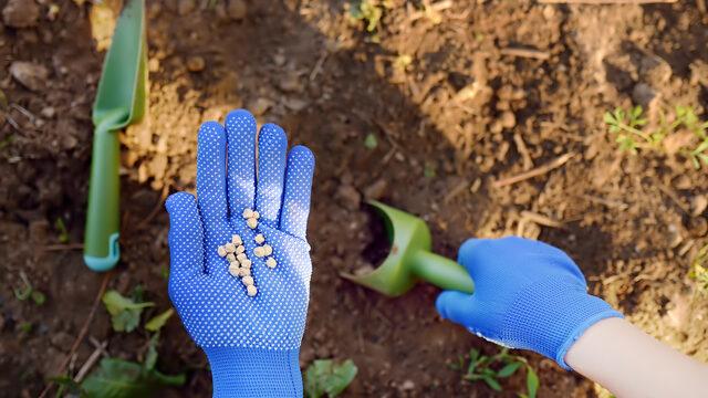 Hibrit tohum nedir, avantajları nelerdir? Hibrit tohum nasıl elde edilir, GDO'yla farkı nedir?