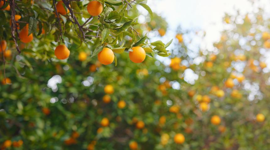 Turunçgil ağaçları nelerdir, çeşitleri nelerdir? Turunçgiller nerede yetişir, ne zaman aşılanır?