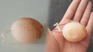 Bu yumurta görenleri şaşkına çevirdi! Daha önce böyle bir şeyle karşılaşmadım