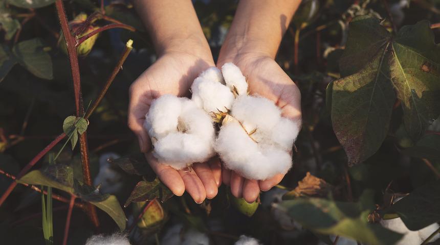 Pamuk nerede yetişir, nasıl yetişir? Pamuk en çok hangi bölgede, ilde yetişir?