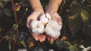 Pamuk nerede yetişir, nasıl yetişir? Pamuk en çok hangi bölgede, ilde yetişir?