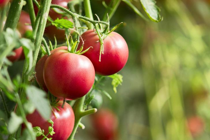 Domates kaç günde bir sulanır ve nasıl bakılır? Saksıda ve açık tarlada domates yetiştirmenin püf noktaları nedir?