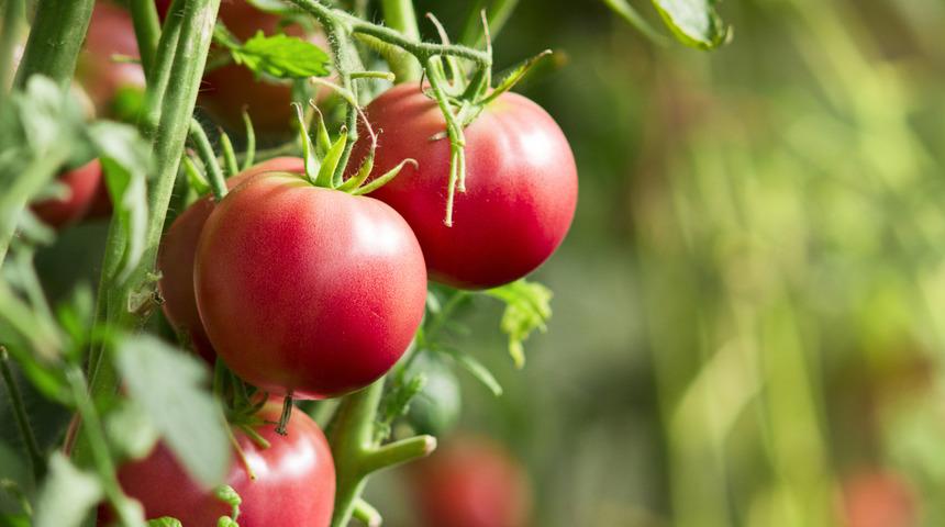 Domates kaç günde bir sulanır ve nasıl bakılır? Saksıda ve açık tarlada domates yetiştirmenin püf noktaları nedir?