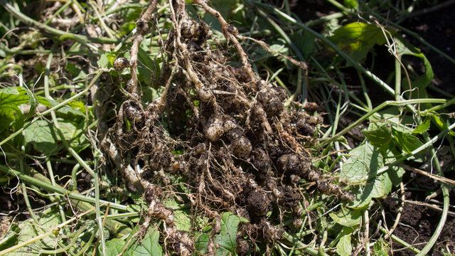 Nematod nedir, bitki paraziti nematodların genel özellikleri nelerdir? Nematodlar ile nasıl mücadele edilir, bitkilere nasıl zarar verir?