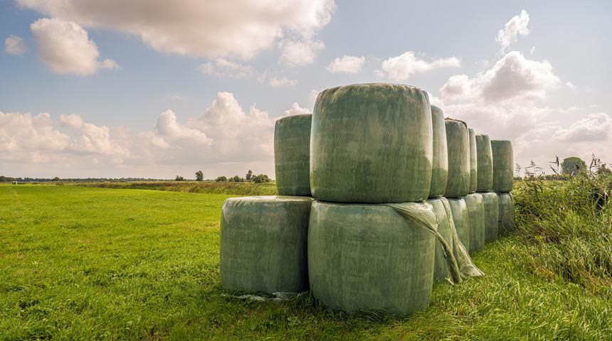 Silaj nedir, nasıl depolanır? Mısır silajı nasıl yapılır, mısır silajı kaç dönüme kaç ton verir? 
