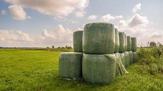 Silaj nedir, nasıl depolanır? Mısır silajı nasıl yapılır, mısır silajı kaç dönüme kaç ton verir? 
