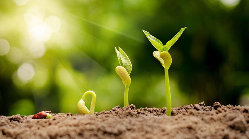 Tohum çimlendirme nasıl yapılır, tohum çimlendikten sonra ne yapılır? Tohum ne kadar sürede çimlenir?