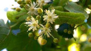 Ihlamurlar ne zaman çiçek açar, çiçek açmadan toplanır mı? Ihlamurlar hangi ayda çiçek açar, ıhlamur nasıl toplanır?