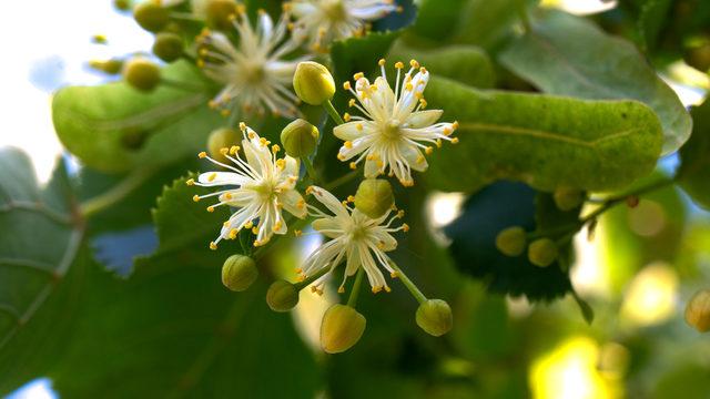 Ihlamurlar ne zaman çiçek açar, çiçek açmadan toplanır mı? Ihlamurlar hangi ayda çiçek açar, ıhlamur nasıl toplanır?