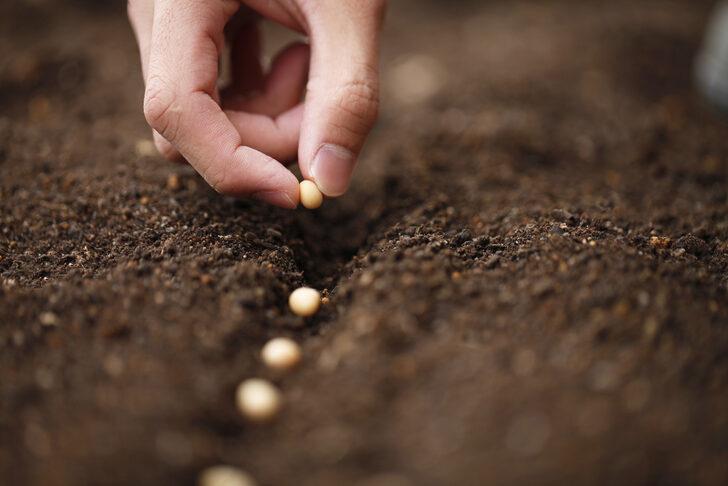 Ata tohumu nedir, özellikleri nelerdir? Ata tohumu ne işe yarar, nereden temin edilir, nasıl anlaşılır?