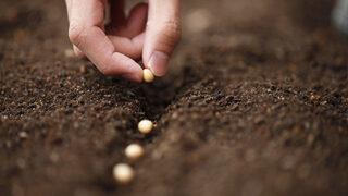 Ata tohumu nedir, özellikleri nelerdir? Ata tohumu ne işe yarar, nereden temin edilir, nasıl anlaşılır?