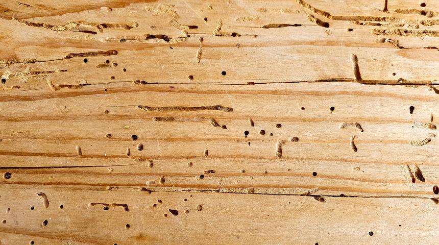 Tahta kurdu nasıl yok edilir? Tahta kurdu ilacı nedir, doğal mücadele nasıl yapılır?