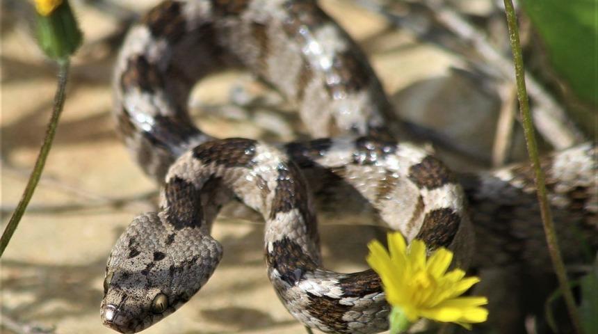 Doğaseverin dikkati sayesinde ezilmekten kurtuldu! Adını kedilerdeki dikey ve büyük gözbebeklerinden alıyor... "Şehrin tam ortasında görülmesi de çok ilginç bir durum"