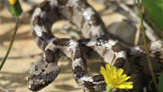 Doğaseverin dikkati sayesinde ezilmekten kurtuldu! Adını kedilerdeki dikey ve büyük gözbebeklerinden alıyor... Şehrin tam ortasında görülmesi de çok ilginç bir durum