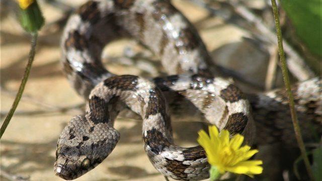 Doğaseverin dikkati sayesinde ezilmekten kurtuldu! Adını kedilerdeki dikey ve büyük gözbebeklerinden alıyor... Şehrin tam ortasında görülmesi de çok ilginç bir durum