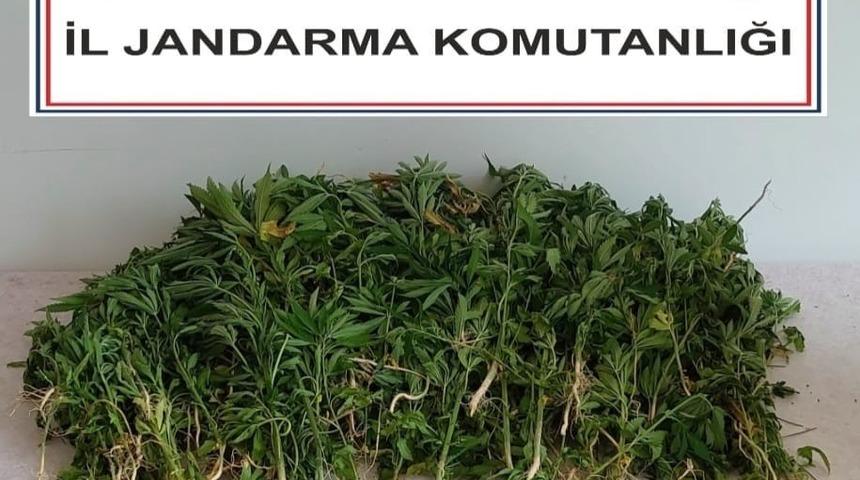 Adana’da 106 kök kenevir bitkisi ele geçirildi