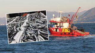 'Ertesi yıl hem kaliteli hem daha ucuz yeriz' Uzman isim Israr ediyorum diyerek çağrı yaptı: 1 sene...