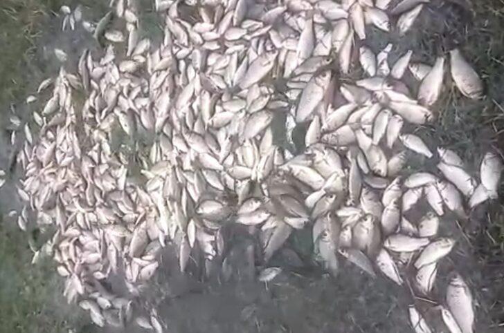 Malatya'da sağanak yağış sonrası korkutan görüntü! Göl taştı, yüzlerce balık karaya vurdu