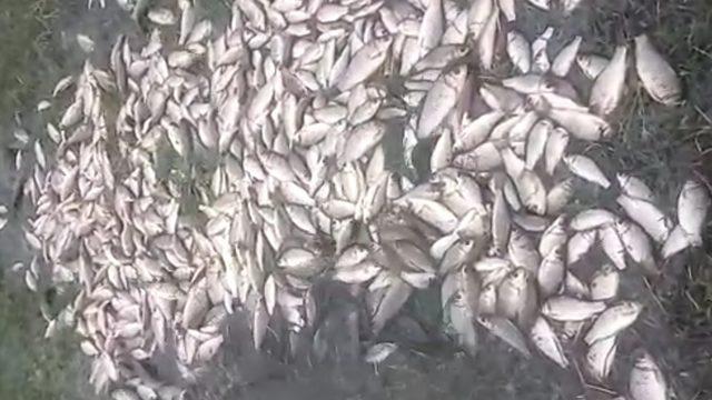 Malatya'da sağanak yağış sonrası korkutan görüntü! Göl taştı, yüzlerce balık karaya vurdu