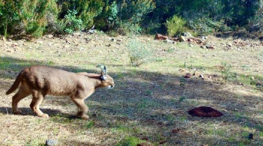 Marmaris'te fotokapana yakalandı! 'Ormanın hayat kedisi' karakulak böyle görüntülendi
