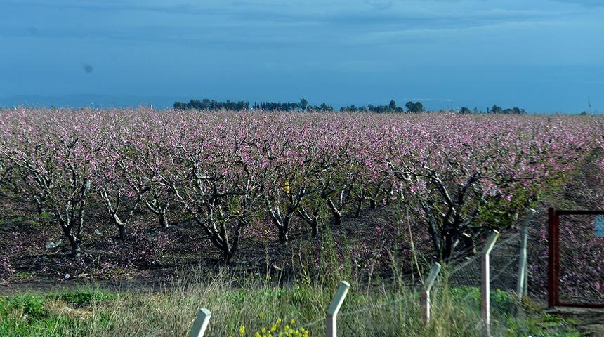 Depremde evi yıkıldı! Şeftali &uuml;retimine devam ediyor