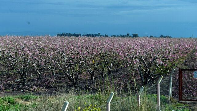 Depremde evi yıkıldı! Şeftali üretimine devam ediyor