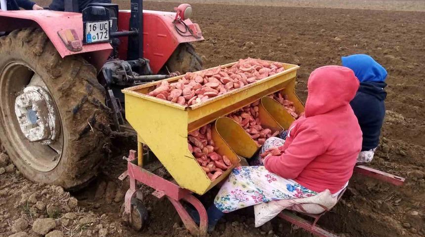 Bursa’da ‘sarı altın’ ekimi başladı